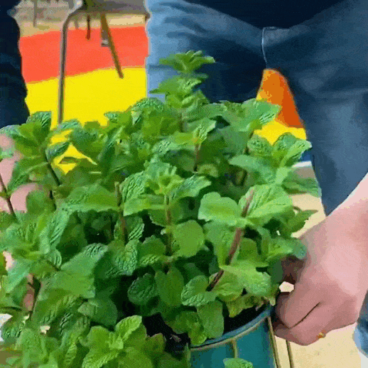 🌿 Mint Seeds – Fresh, Healthy & Easy to Grow | 🔥Buy 1 Get 1 Free🔥