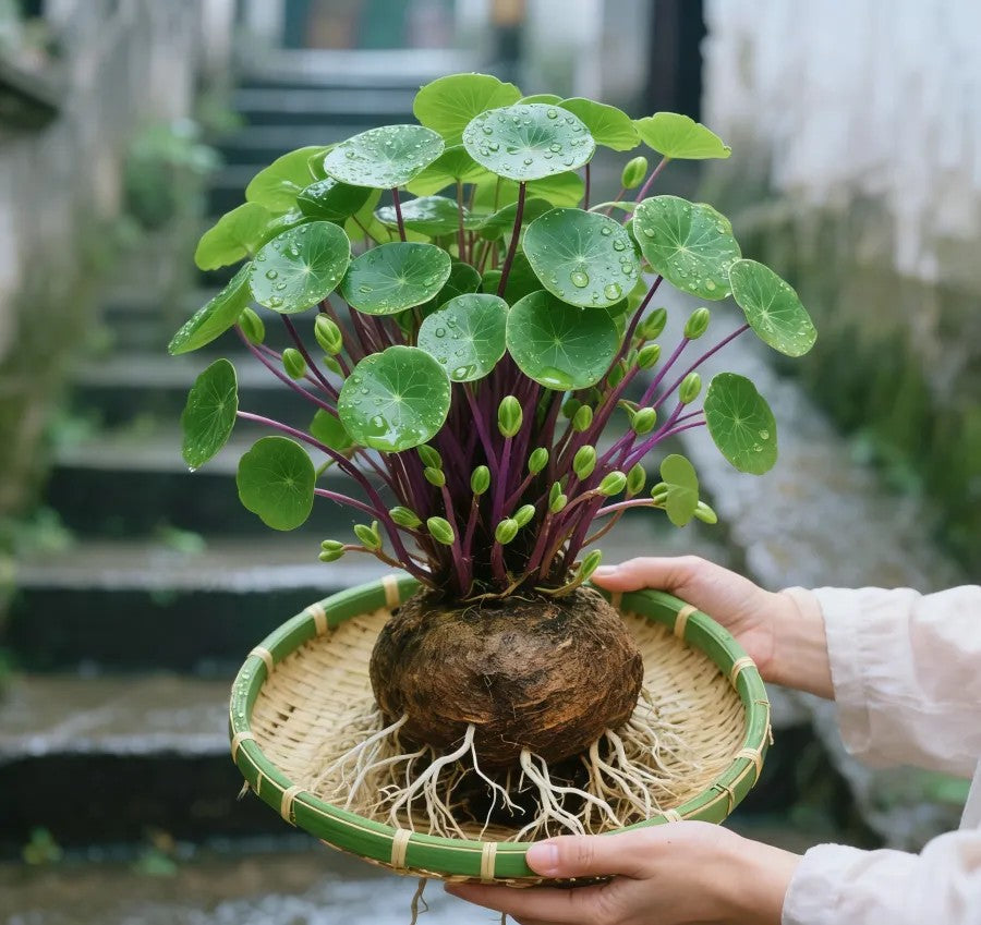 🎈🪴Red rattan Stephania Erecta: The strongest houseplant for lazy people🌿 | 🔥Buy 1 Get 1 Free🔥 Main image