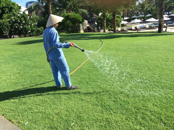 🌱 SPECIAL GRASS SEEDS | 🔥Buy 1 Get 1 Free🔥