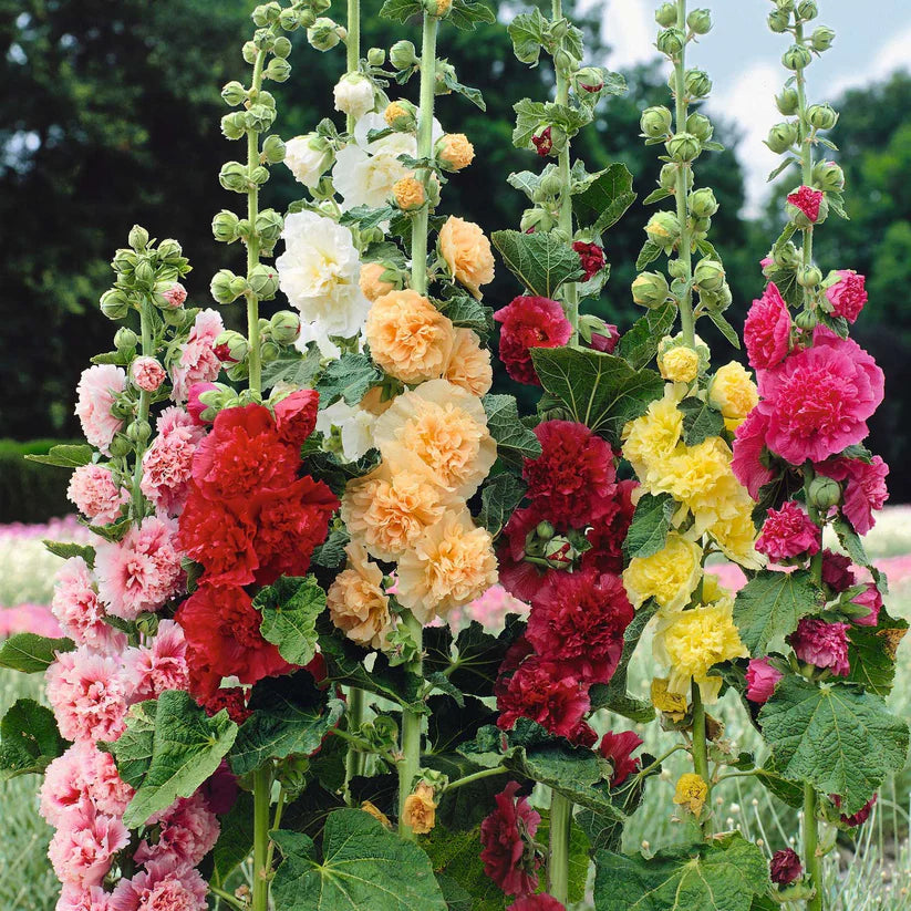 Double Hollyhock Seeds | 🔥Buy 1 Get 1 Free🔥 Main image
