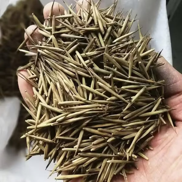 🏠🔥35K+ SOLD🏆Evergreen Lucky Bamboo Seed | 🔥Buy 1 Get 1 Free🔥